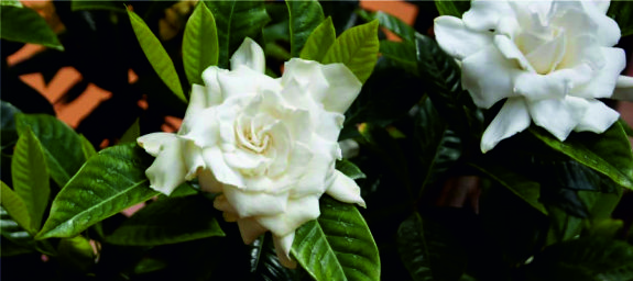 Картинка к статье: Perfumes that have a wonderful note of gardenia (Continuation). Review by Sunday21.